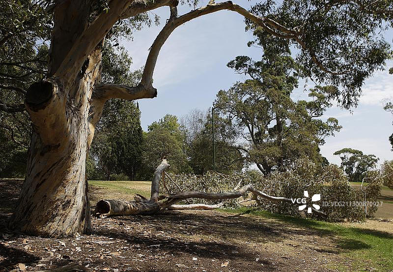 从老桉树上折断的树枝，因长期干旱，位于澳大利亚维多利亚州墨尔本皇家植物园，大洋洲图片素材