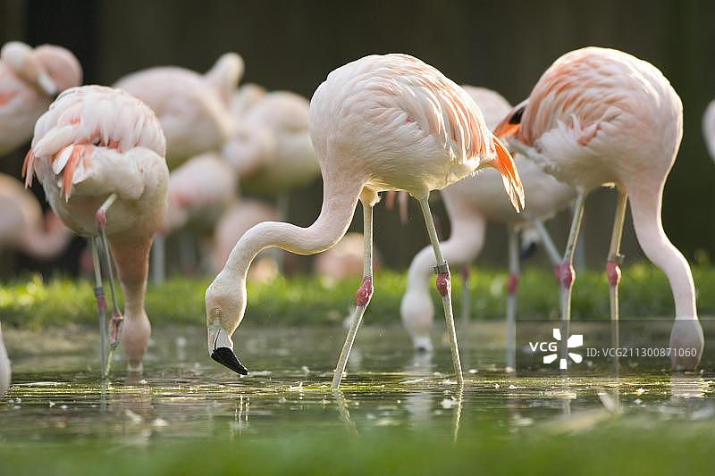 智利火烈鸟在德国明斯特动物园的池塘浅水中觅食图片素材