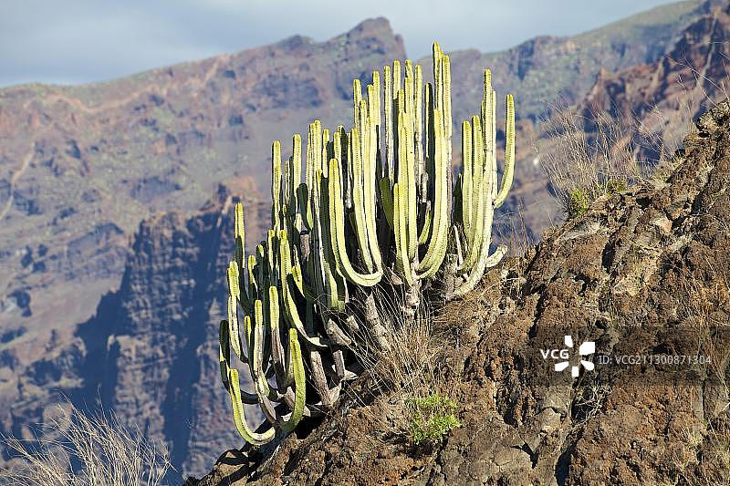 西班牙特内里费岛圣地亚哥港附近的巨人岩大戟图片素材