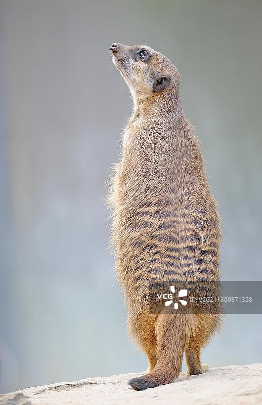 专注的狐獴图片素材