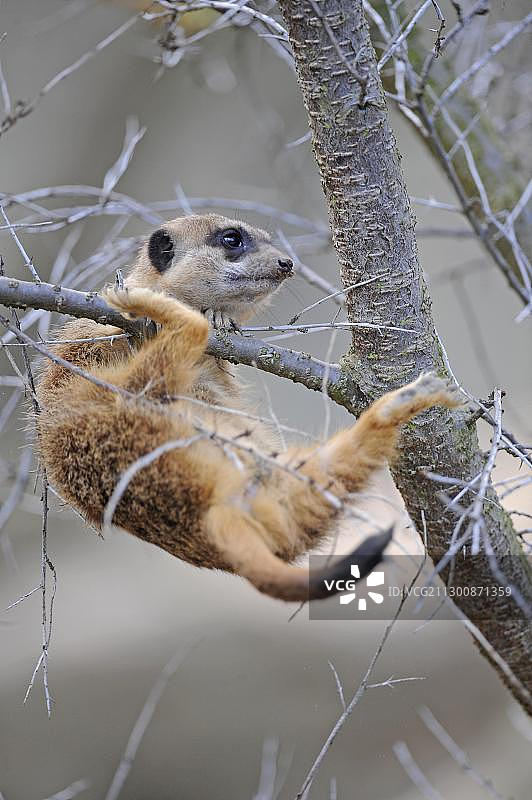 攀爬树枝不小心滑落的幼年狐獴图片素材