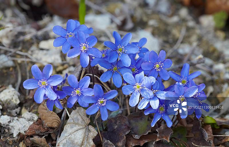 獐耳细辛图片素材