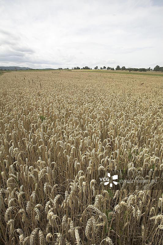 德国巴登-符腾堡州比肯费尔德附近的麦田图片素材