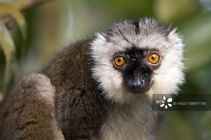 白头狐猴，苏黎世动物园，瑞士，欧洲图片素材