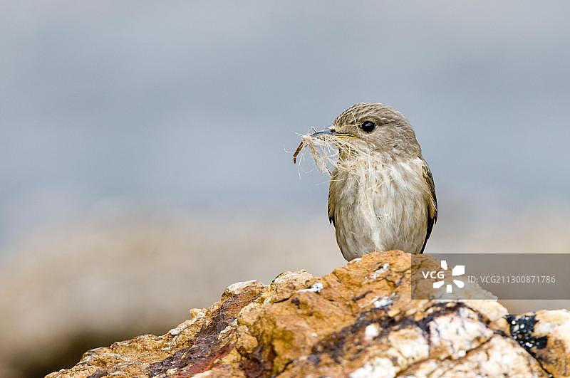 在意大利厄尔巴岛上的斑点姬鹟图片素材