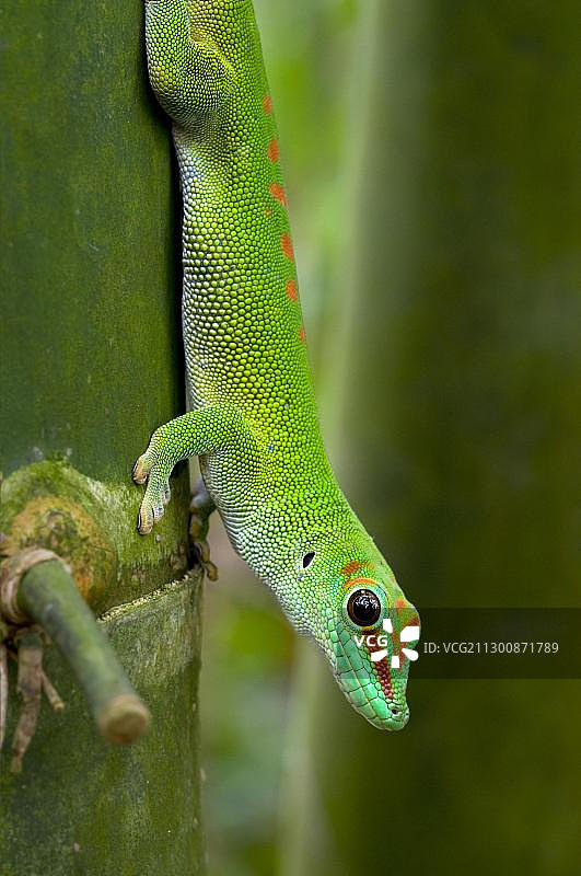 马达加斯加巨型日间壁虎，马索亚拉热带雨林，苏黎世动物园，瑞士，欧洲图片素材