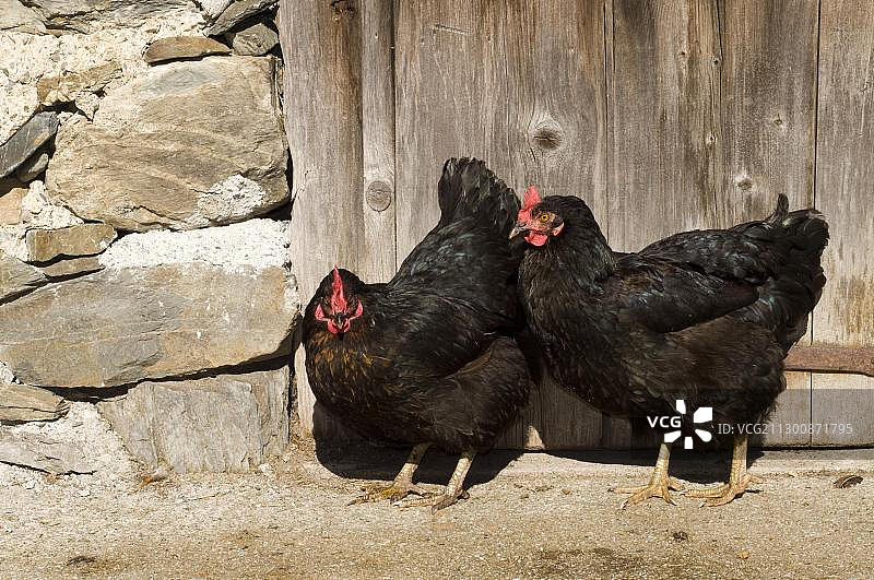 奥地利蒂罗尔州约赫贝格的草地上散养的鸡图片素材