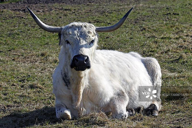 白色公园牛图片素材