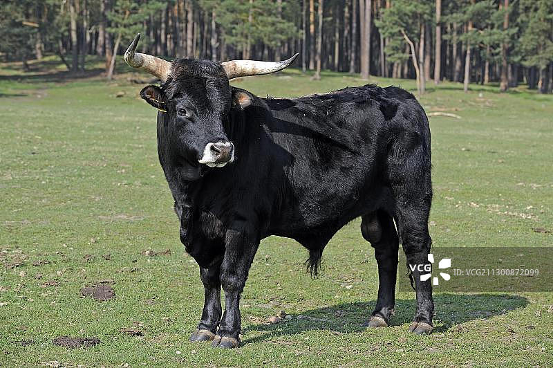 欧洲野牛图片素材