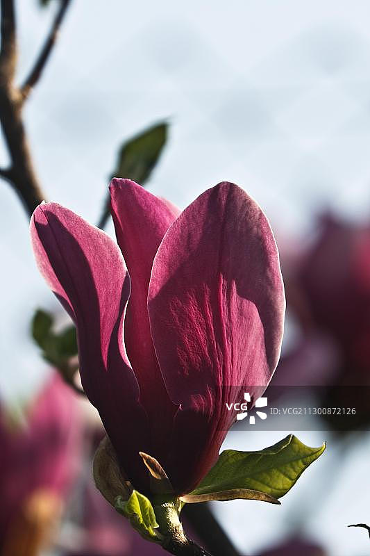 木兰玉兰图片素材