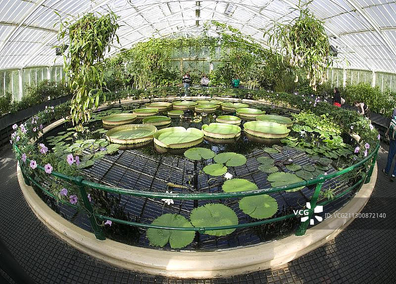 英国皇家植物园邱园的巨型睡莲图片素材