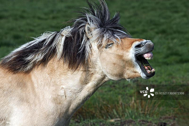 挪威峡湾马图片素材