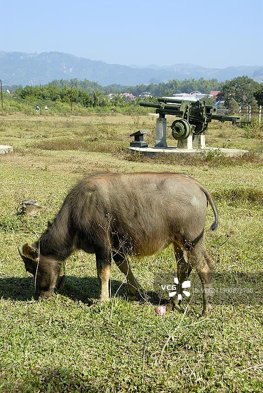 1954年第一次印度支那战争：奠边府水牛与法国旧炮图片素材