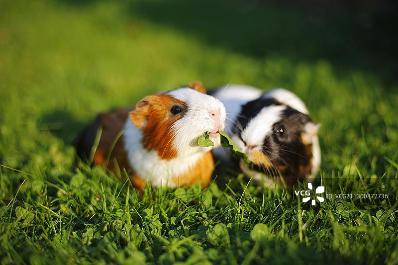 草地上的豚鼠图片素材