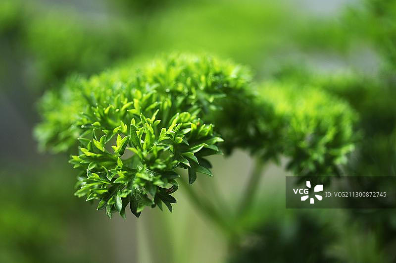 皱叶欧芹图片素材