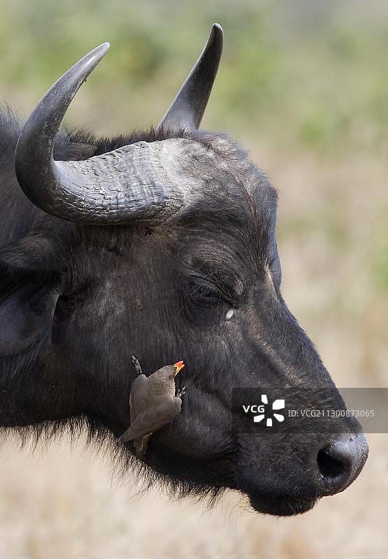 非洲水牛和黄嘴牛椋鸟，肯尼亚马赛马拉图片素材
