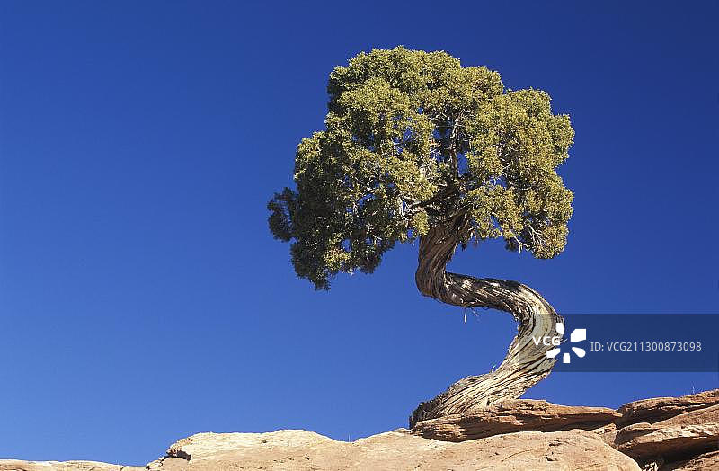 美国犹他州死马点州立公园的刺柏松树图片素材