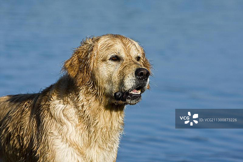 水中金毛寻回犬肖像图片素材