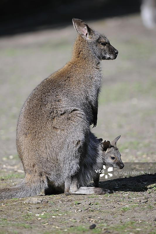 红颈袋鼠（Macropus rufogriseus），幼崽在育儿袋中，澳大利亚图片素材