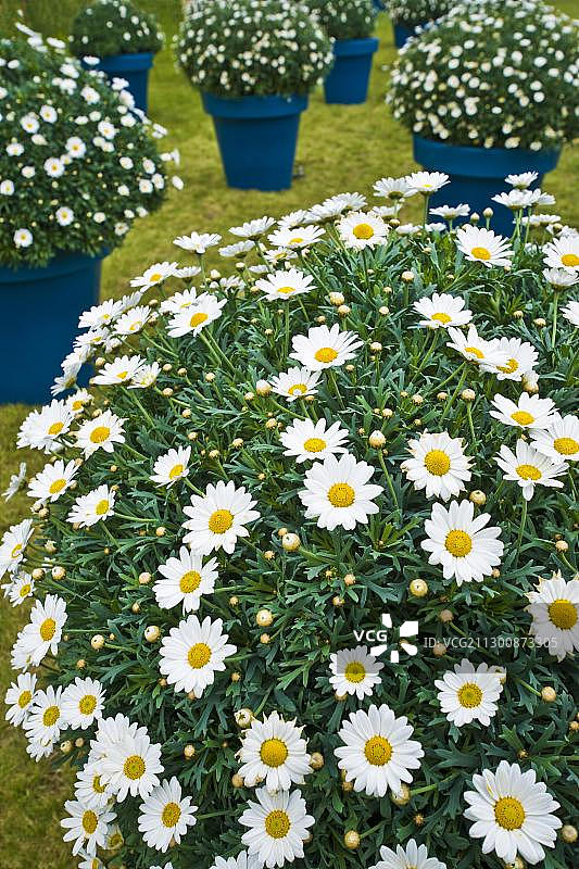 德国勃兰登堡州奥拉宁堡园艺展上的雏菊图片素材