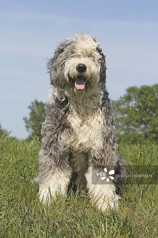 短尾猫坐在草地上图片素材