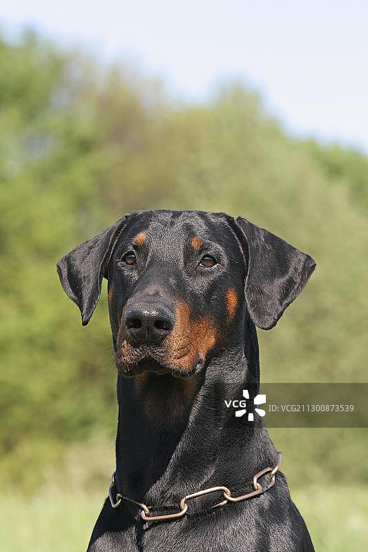 杜宾犬肖像图片素材