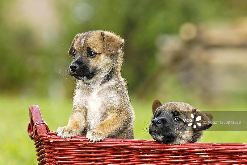 两只混血幼犬从篮子里往外看图片素材