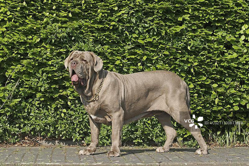 意大利獒犬侧面图图片素材