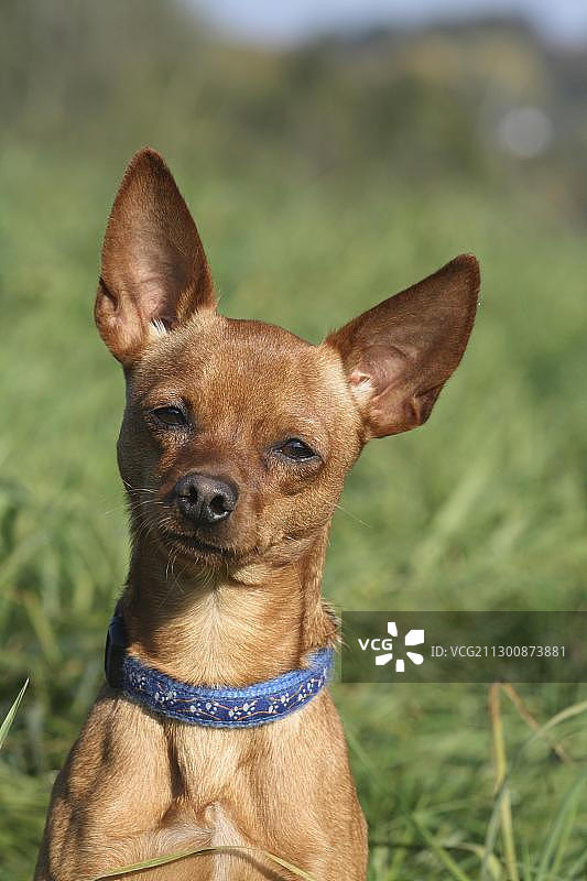 迷你品犬肖像图片素材