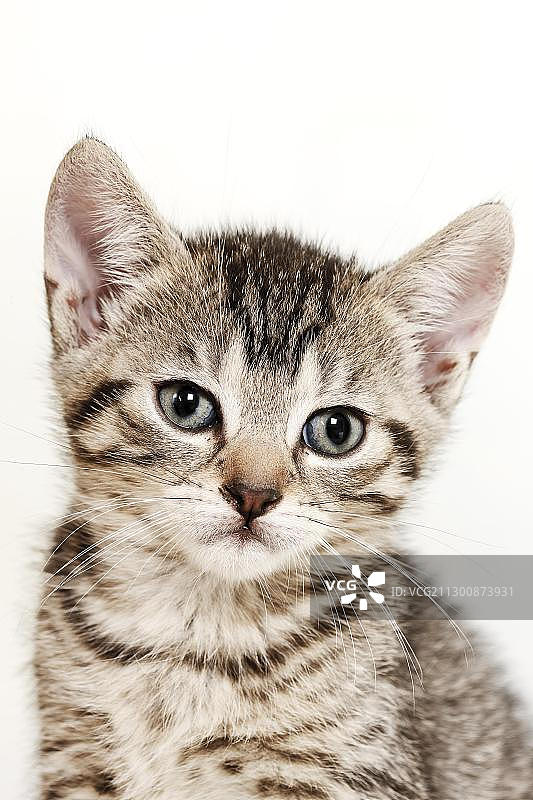 小猫肖像（5周大）图片素材