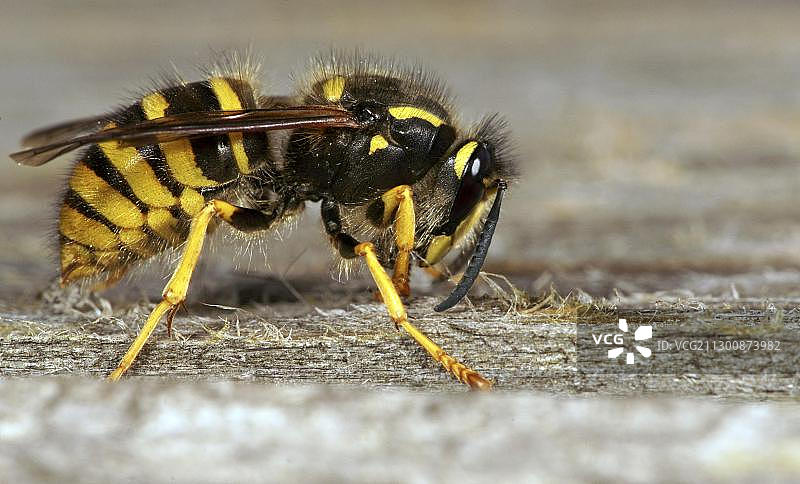 德国黄胡蜂图片素材