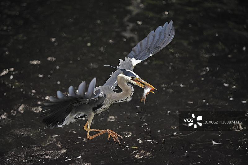 捕获到丁鱥后飞行的苍鹭图片素材