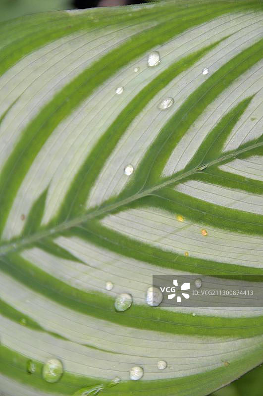 巴西产彩叶芋图片素材