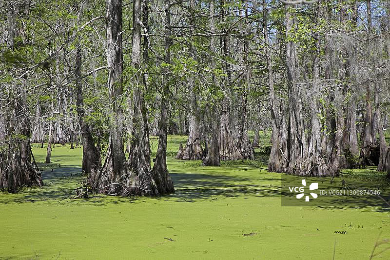 美国路易斯安那州布罗桥柏树岛保护区图片素材