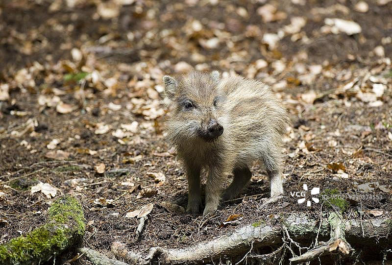 野猪幼崽图片素材