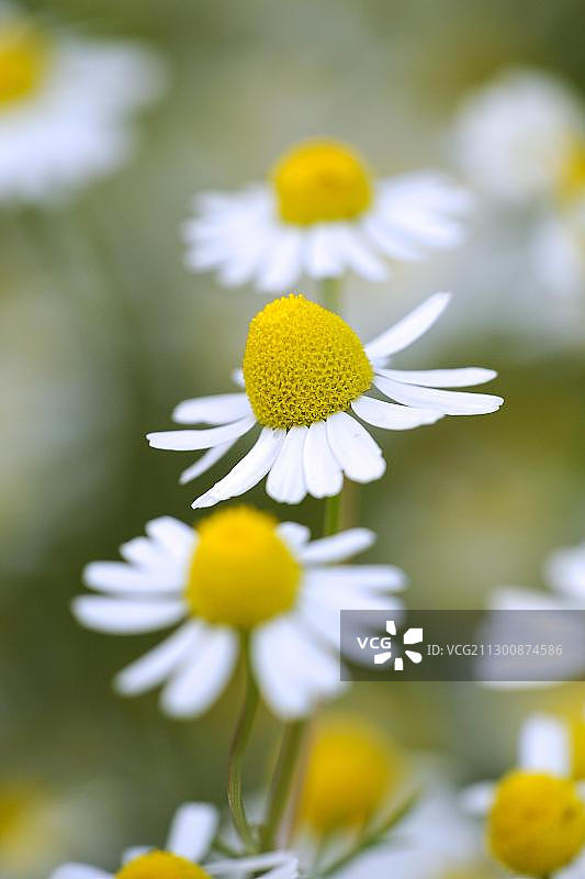 德国洋甘菊图片素材