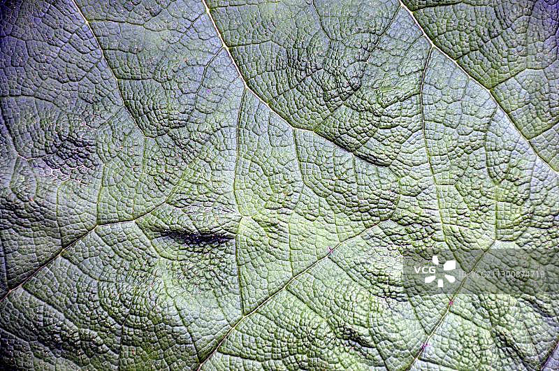 智利大黄 (Gunnera tinctoria)，智利，南美洲图片素材