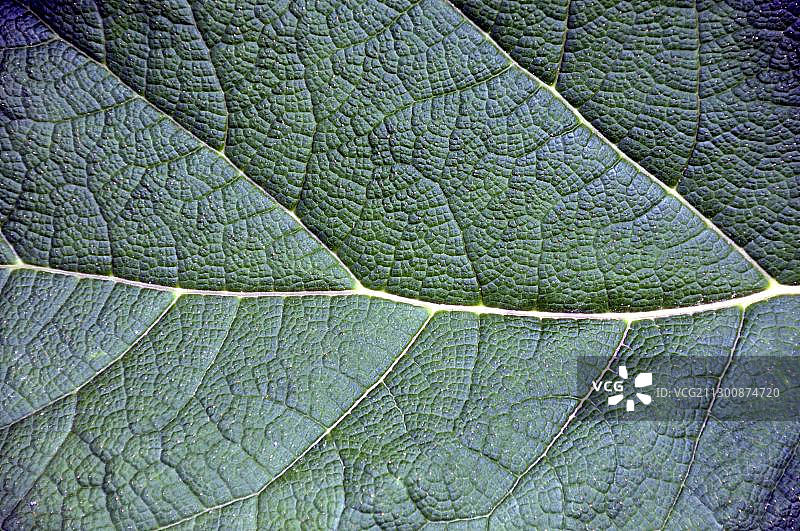 智利大黄 (Gunnera tinctoria)，智利，南美洲图片素材