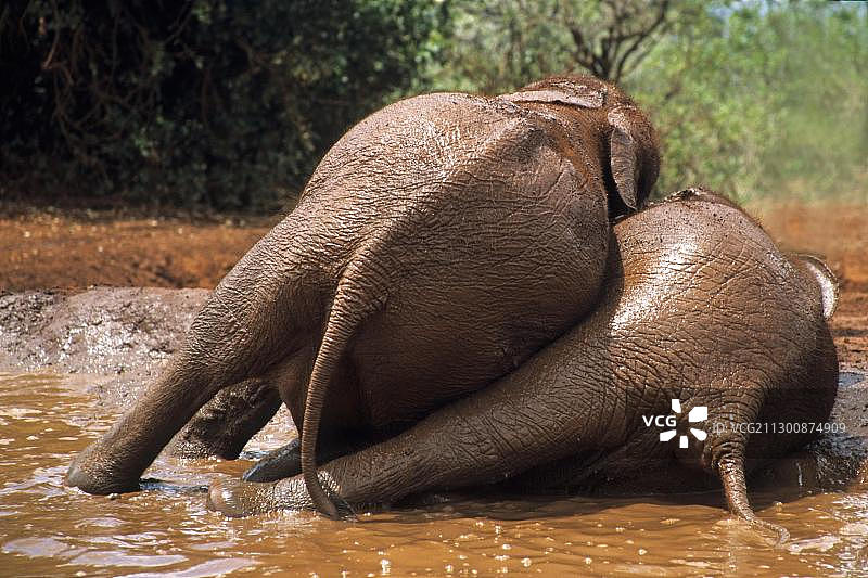非洲象，谢尔德里克大象孤儿院，肯尼亚内罗毕野生动物园图片素材