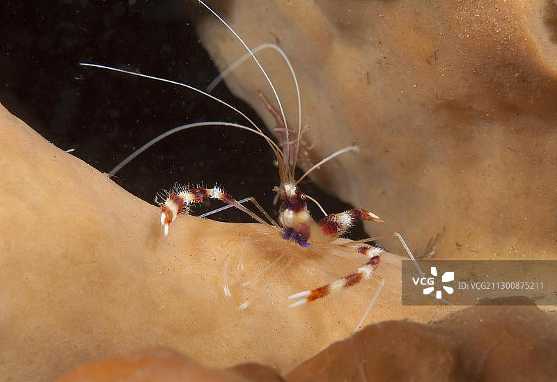 珊瑚虾，印度尼西亚，东南亚图片素材