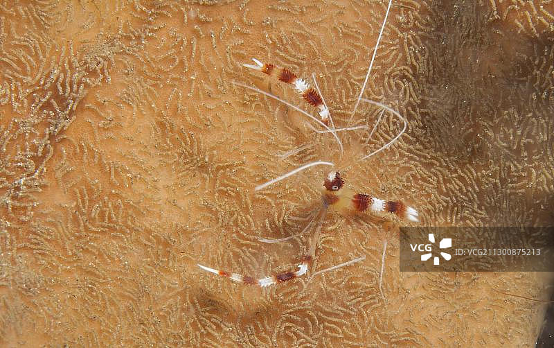 珊瑚虾，印度尼西亚，东南亚图片素材