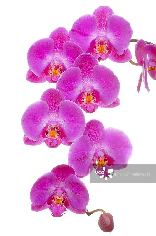 蝴蝶兰图片素材