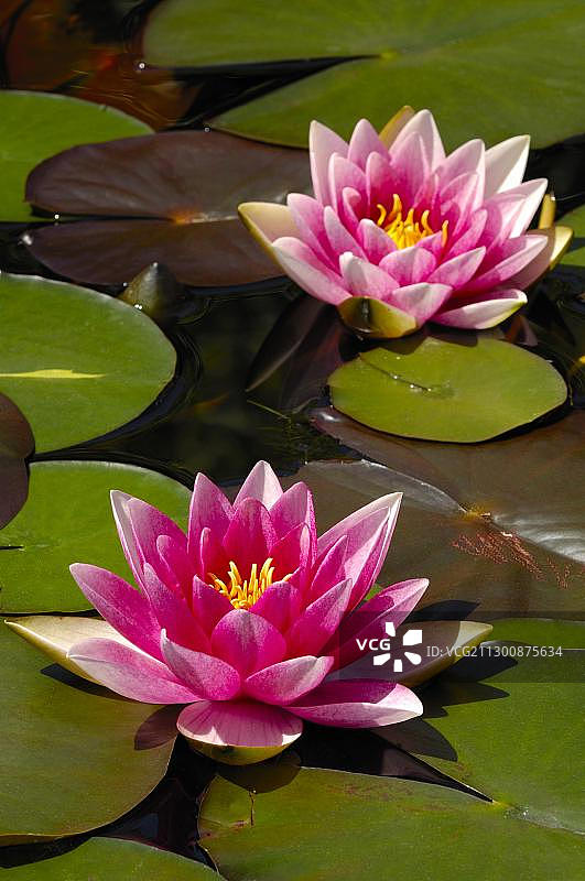 睡莲（Nymphaea）图片素材