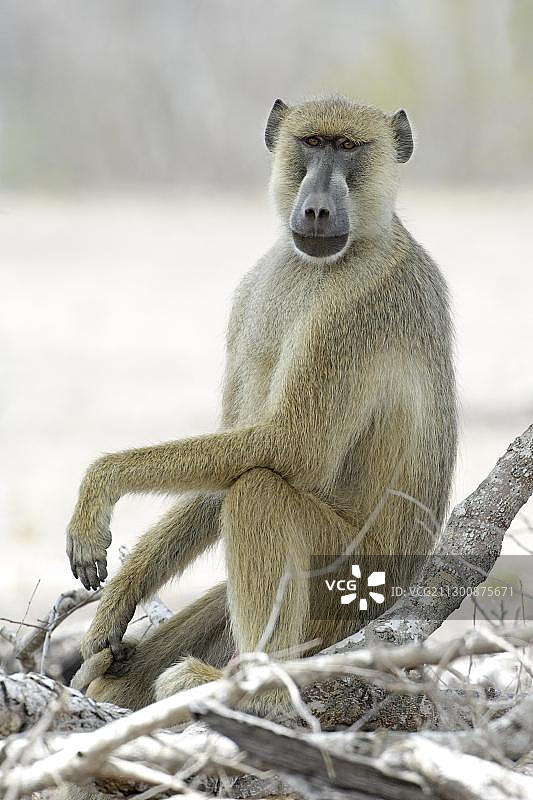 非洲坦桑尼亚塞卢斯禁猎区内寻找食物的黄狒狒肖像图片素材