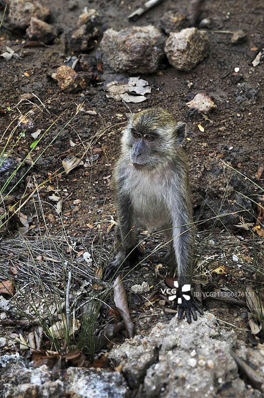 印度尼西亚科莫多国家公园林卡岛猕猴图片素材