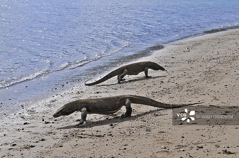 印度尼西亚科莫多国家公园林卡岛的科莫多巨蜥图片素材