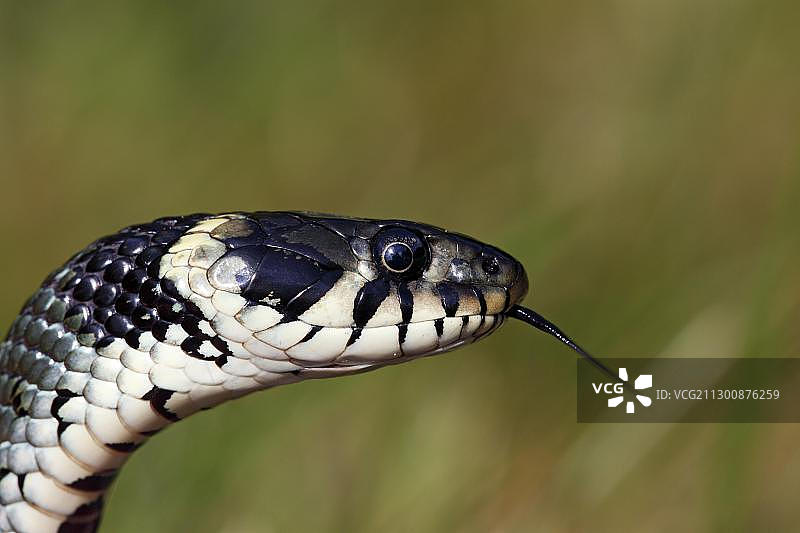 草蛇，环蛇（Natrix natrix），吐着信子图片素材