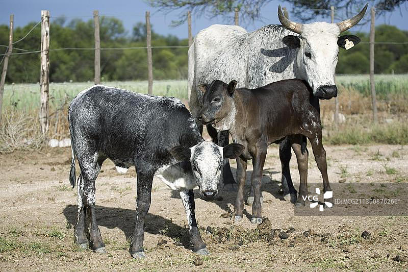 南非东开普省恩古尼奶牛图片素材