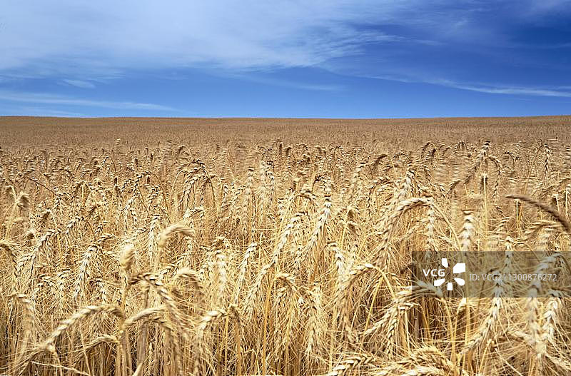 非洲南非西开普省 Caldedon 麦田图片素材