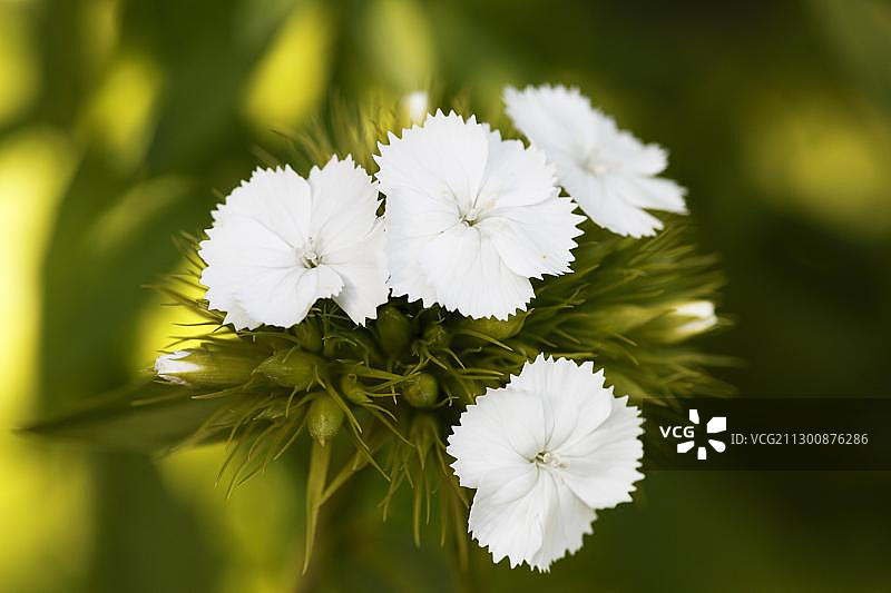 香石竹图片素材